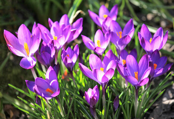 Purple saffron in spring in flowering. The first spring flowers in the garden in the sun. Springtime. Warm landscape with beautiful purple flowers (crocus) in the backlight. Bright spring pictures - obrazy, fototapety, plakaty