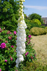 White foxglove flower in summer bloom. tall standing flower with bell shaped petals 