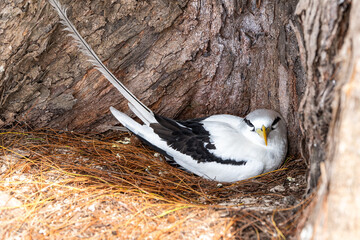 Seychelles white-tailed tropicbird in a nest on Aride island 