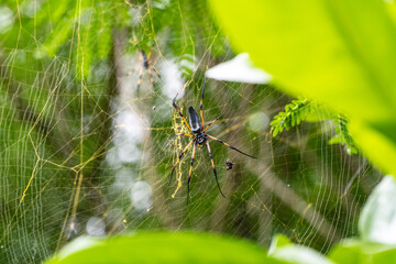 Seychelles palm spider in a web
