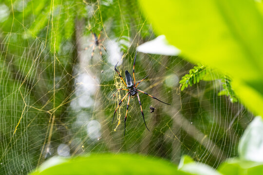 Seychelles palm spider in a web