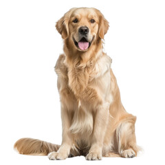 Golden Retriever Sitting With Tongue Out