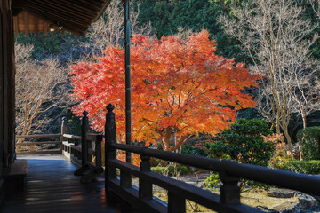 奈良　當麻寺　奥院　阿弥陀堂の紅葉　横位置１