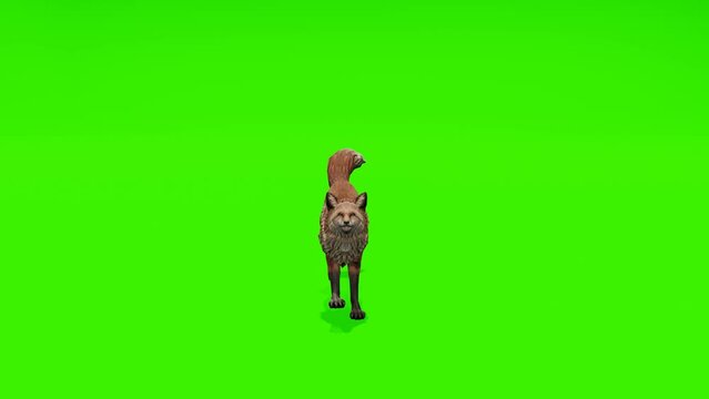 Continuous loop: Captivating scene of a fox running gracefully against a lush green backdrop. Perfect for creating lively visual content.