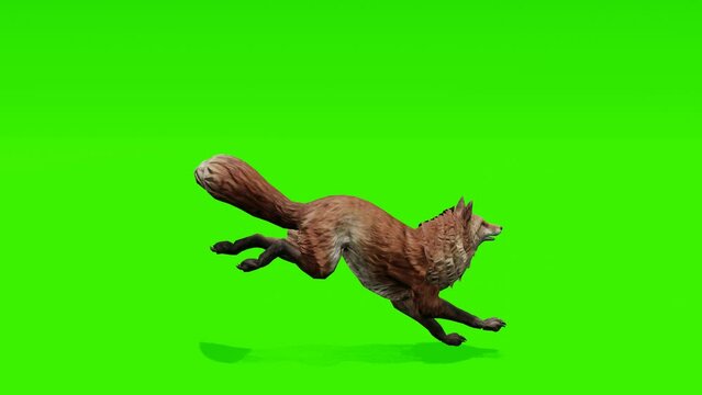 Seamless loop: Dynamic footage of a swift fox running gracefully against a chroma key green backdrop. Perfect for seamless integration into your projects.