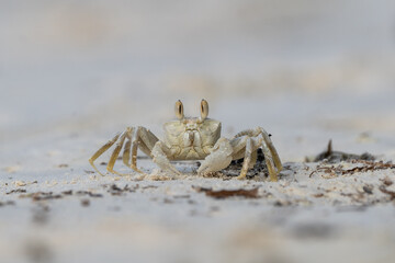 Close-up of a ghost crab on the Seychelles