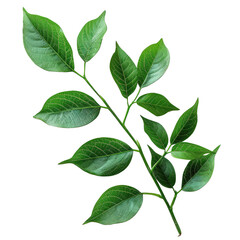 green sinensis branches