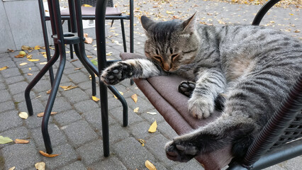 A homeless cat sleeps on a chair in a street cafe.