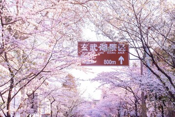 Sign surrounded by pink cherry blossoms near Xuanwu Lake and Jiming Temple, Nanjing, China