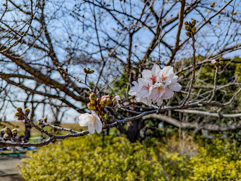 桜の咲き始める季節