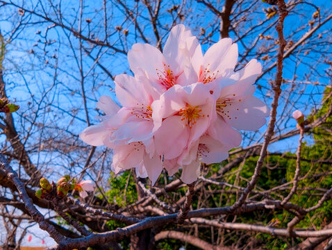 一足早い桜の開花