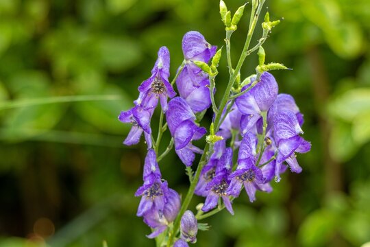 Close-up shot of a group of Rittersporn Delphinum flowers in full bloom