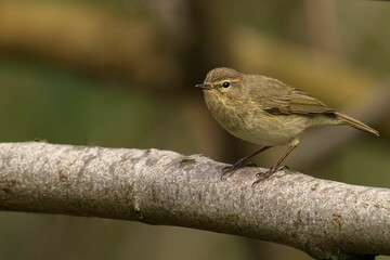 Common chiffchaff (Phylloscopus collybita) bird perches atop a branch against a blurred bokeh