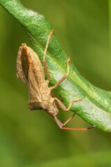 Close-up shot of a Dock Bug perched on a green leaf