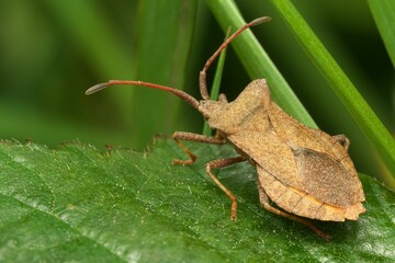 Close-up shot of a Dock Bug perched on a green leaf