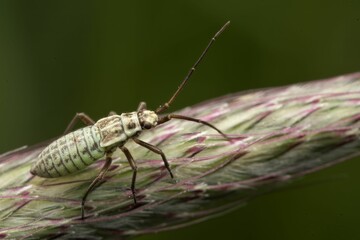 Small Lucerne Bug insect perched atop a leafy green plant in a garden setting