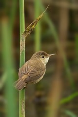 Closeup shot of a small Reed Warbler bird perched atop a branch of a tree