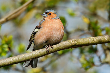 Male Chaffinch perched on a branch looking right bathed in warm spring sunlight