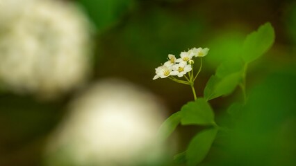 Vibrant Japanese primrose flower stands out against a backdrop of soft, blurred green foliage