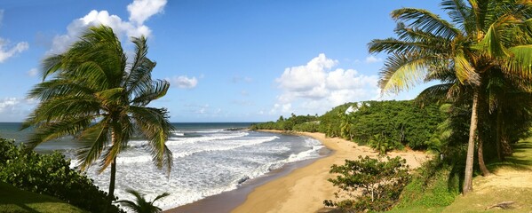 Tropical beach with lush palm trees and rolling waves in the background, Puerto Rico