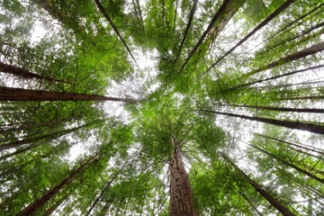 Stunning vertical low angle shot of the Red Woods forest in Rotorua, New Zealand