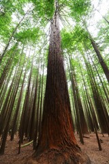 Stunning vertical low angle shot of the Red Woods forest in Rotorua, New Zealand