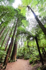 Stunning vertical low angle shot of the Red Woods forest in Rotorua, New Zealand