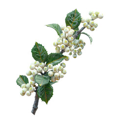 Fototapeta premium long stem and curly nature realistic on tree holly flower