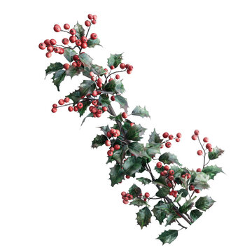 long stem and curly nature realistic on tree holly flower