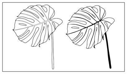 Black and white hand drawn tropical illustration with monstera leaves. Outline of monstera leaves on a white background for coloring and creating designs.