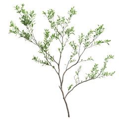 acacia branch