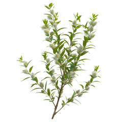 Obraz premium Melaleuca Alternifolia