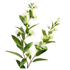 Melaleuca Alternifolia