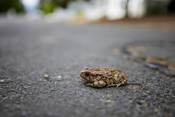 Closeup of a small Toad on the road of Tulbagh in South Africa with a blurry background