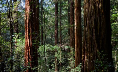 Closeup of the Deep forest of the grootvadersbosch nature reserve in South Africa near Swellendam