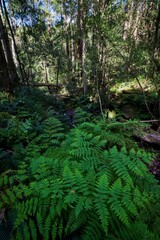 Vertical shot of Deep forest of the grootvadersbosch nature reserve in South Africa near Swellendam