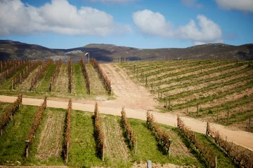 Fototapeten Scenic view of Creation Wine Estate in the Hemel en Aarde region of Hermanus, South Africa. © Wirestock