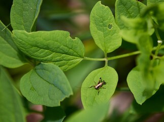 Closeup of a small insect perched on a plant in a lush green with a blurry background