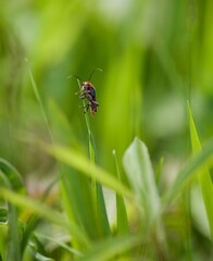 Closeup of a small insect perched on a plant in a lush green with a blurry background