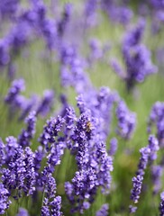 Closeup of a Lavender with a bee on it in summer time in Bavaria Germany