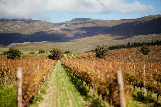 Scenic view of Creation Wine Estate in the Hemel en Aarde region of Hermanus, South Africa.