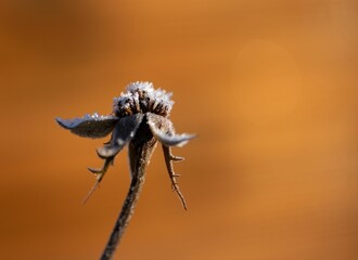 a plant with some snow on it's leaves that are dead