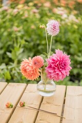 Beautiful floral arrangement of colorful Dahlia pinnata flowers in a glass vase on a wooden table