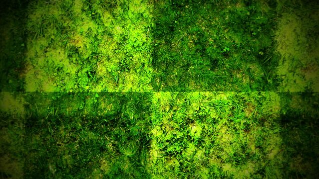 Close-up photo of a lush, green mossy texture resembling blades of grass intertwined to form a rough, uneven surface. Ideal for website or design backgrounds