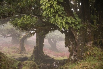 Closeup of trees in a forest covered in fog in the countryside