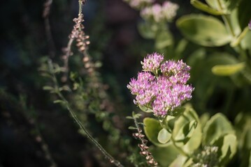 Closeup of orpine flowers growing in a field with a blurry background