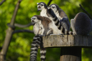 Fototapeta premium group of lumurs looking down from a tree