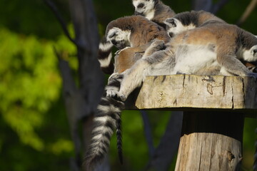 Fototapeta premium group of lumurs resting on a stump
