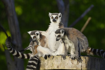 Fototapeta premium lumur family sitting on a tree