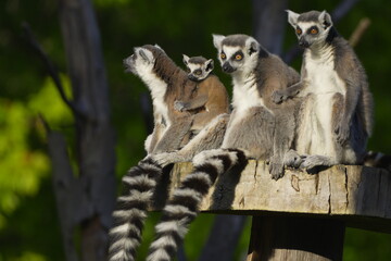Fototapeta premium family of lumurs sitting on a tree stump